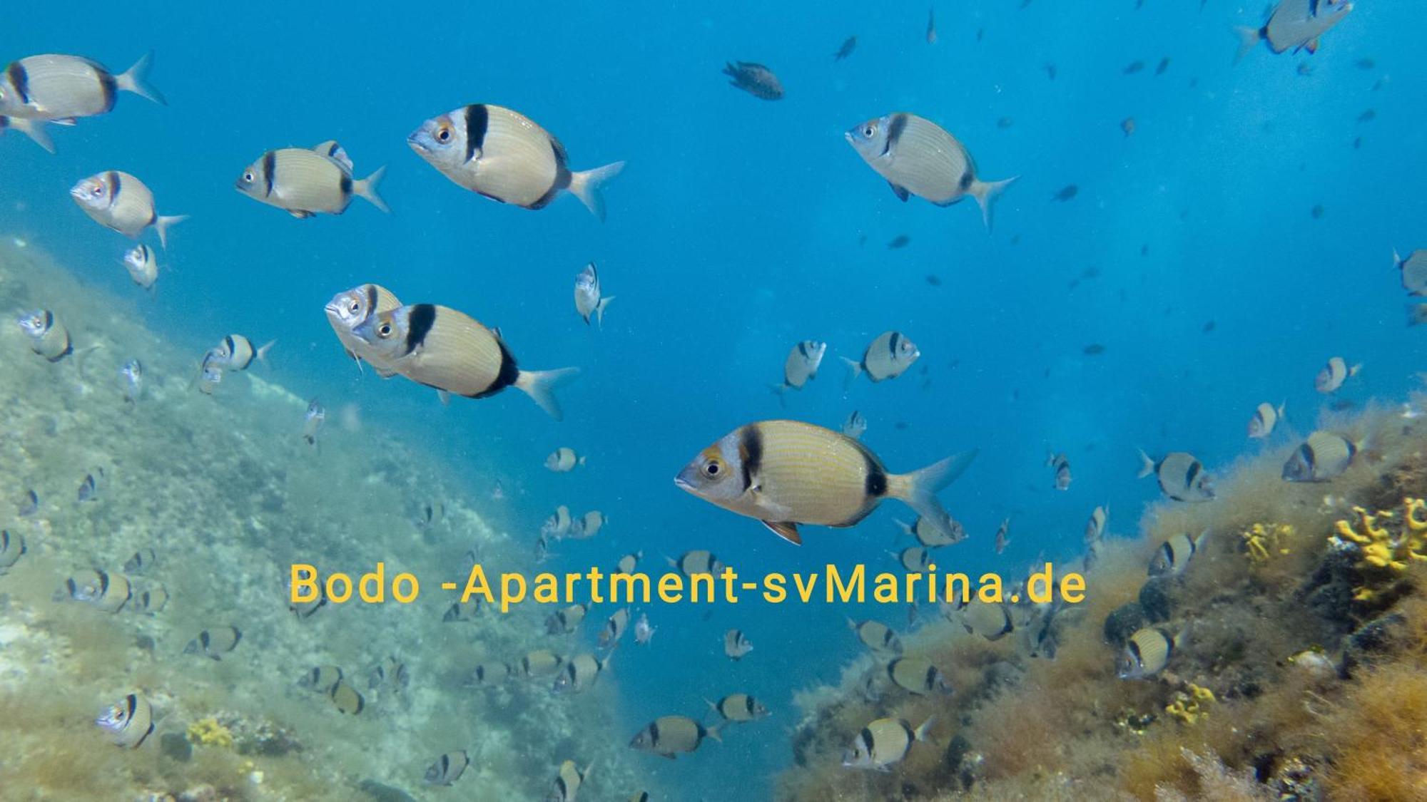 Bodo Apartment لابين المظهر الخارجي الصورة